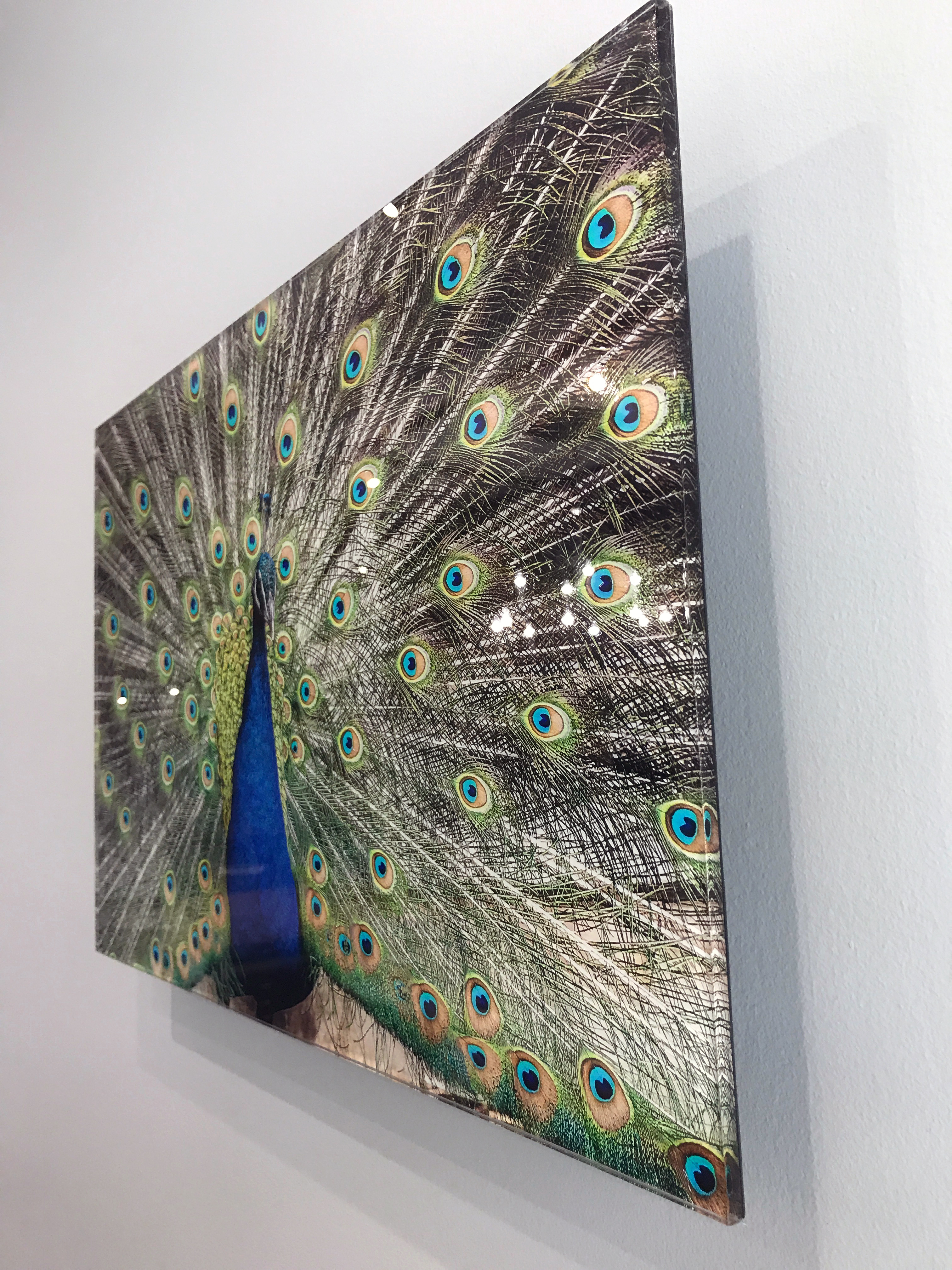 Example of acrylic face mounted photograph of a peacock, displayed in our studio in Alexandria, VA.