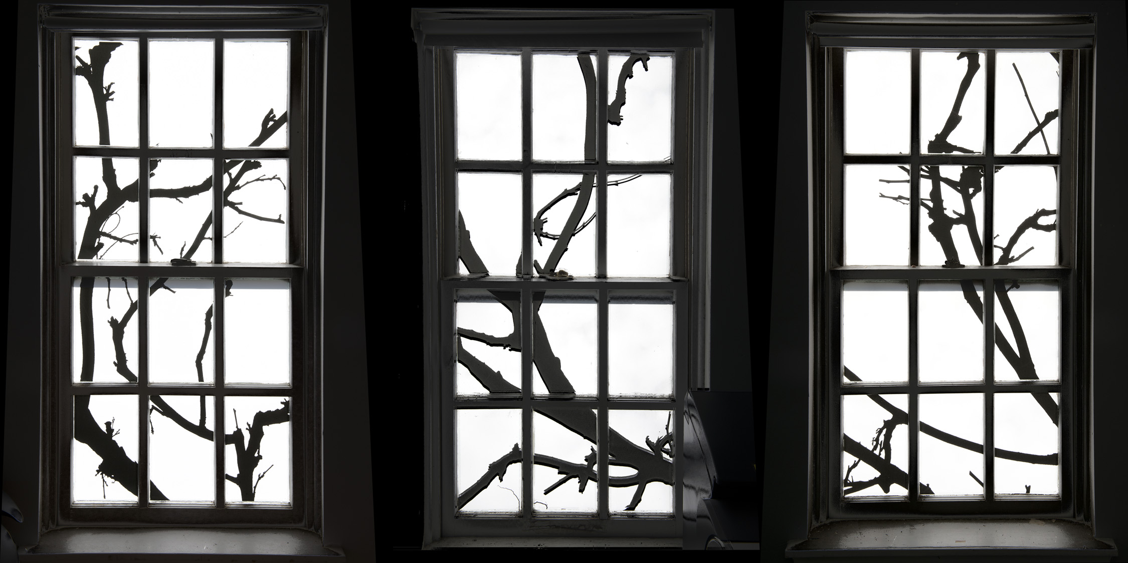Three windows with transparent film prints of John Brown's photographs of tree branches