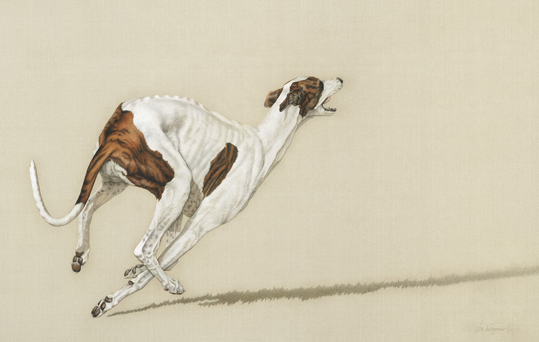 Artwork by Susan Van Wagoner, depicting a white and brown Greyhound, photographed in Northern Virginia for fine art prints